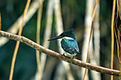 A Green Kingfisher, Chloroceryle americana, in the Napo Wildlife Center, Yasuni National Park, Ecuador.