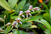 Die Breitschwanz-Masdevallie, Masdevallia pachyura,