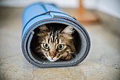 A playful cat hides inside a rolled-up yoga mat, showcasing its curious nature in a warm, inviting room with neutral tones.