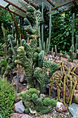 Schopf-San-Pedro-Kaktus, Echinopsis pachanoi var. cristata, im Botanischen Garten von Quito in Quito, Ecuador.