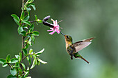 A female Tyrian Metaltail hummingbird, Metallura tyrianthina, feeding on a Barnadesia flower in Ecuador.