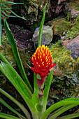 Ein Blütenstand der Bromelie Guzmania conifera im Botanischen Garten von Quito in Quito, Ecuador.