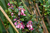 Die Blüten der Anden-Heidelbeere, Vaccinium floribundum, im Paramo-Ökosystem des Cotopaxi-Nationalparks in Ecuador.