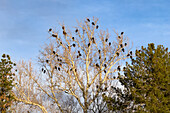 Turkey vultures roosting in a tree in a neighborhood in Moab, Utah during spring migration.