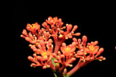 Eine blühende Jatropha podagrica in der Yarina Ecolodge im Amazonasbecken von Ecuador.