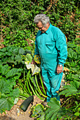 Puebla del Maestre, Spanien, 26. August 2025, In Puebla del Maestre hält ein Gärtner stolz eine riesige Zucchini aus seinem Bio-Garten, die den Reichtum des Bodens in Extremadura zeigt.