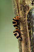 Two treehoppers, Adippe histrio, on a tree in the Septimo Paraiso Cloud Forest Reserve in Ecuador.