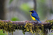 A male Thick-billed Euphonia, Euphonia laniirostris, perched in the rain in the Mindo cloud forest in Ecuador.