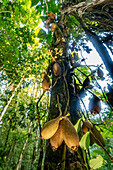 A Piton Tree, Grias neuberthii, in the rainforest at the Yarina Ecological Reserve in the Amazon Basin of Ecuador.