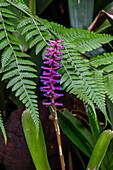 A Matchstick bromeliad, Aechmea gamosepala in,florescence in the Quito Botanical Garden in Quito, Ecuador.