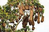 Hanging nests of the Russet-backed Oropendola in a tree in Yasuni National Park in the Amazon Basin of Ecuador.
