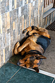 A dog curled up for a nap on the sidewalk in El Coca, Ecuador.