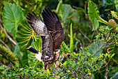 Ein unreifer oder weiblicher Schneckendrachen beim Flug im Napo Wildlife Center im Yasuni-Nationalpark, Ecuador.