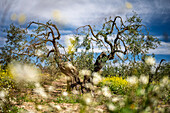 Twisted olive tree trunks rise from a vibrant carpet of wild blooms in Carrión de los Céspedes, showcasing nature's beauty in springtime.