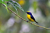A male Thick-billed Euphonia, Euphonia laniirostris, perched in the rain in the Mindo cloud forest in Ecuador.