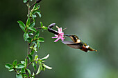 A female Gorgeted Woodstar hummingbird, Chaetocercus heliodor, feeding on a Barnadesia flower in Ecuador.