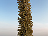 Detail einer Sotol-Blumenspitze im Carlsbad Caverns National Park, New Mexico.