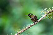 A male Tyrian Metaltail hummingbird, Metallura tyrianthina, perched in the highlands of Ecuador.