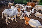 Cattle on a farm in Tatacoa Desert, Colombia