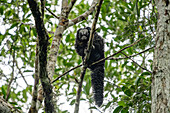 Ein Napo-Saki-Affe, Pithecia napensis, in einem Baum im Napo Wildlife Center im Yasuni-Nationalpark, Ecuador.