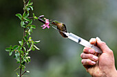 A female Tyrian Metaltail hummingbird perched on a birding guide's syringe in Ecuador.