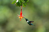 A male Gorgeted Woodstar hummingbird, Chaetocercus heliodor, feeding on a fuchsia flower in Ecuador.