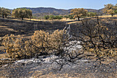 Scorched hills and blackened trunks illustrate the devastation from the August 2025 wildfire near Llerena, affecting 5,900 hectares.