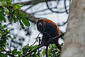 Ein Roter Brüllaffe, Alouatta seniculus, in einem Baum im Napo Wildlife Center im Yasuni National Park, Ecuador.