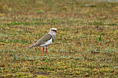 An Andean Lapwing, Vanellus resplendens, foraging on the ground in Cotopaxi National Park in Ecuador.