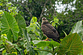 Ein unreifer oder weiblicher Schneckenweih im Napo Wildlife Center im Yasuni-Nationalpark, Ecuador.