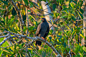 A male Snail Kite, Rostrhamus sociabilis, in a tree in the Napo Wildlife Center in Yasuni National Park, Ecuador.