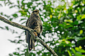 Ein unreifer oder weiblicher Schneckendrachen in einem Baum im Napo Wildlife Center im Yasuni-Nationalpark, Ecuador.