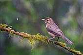 An Ecuadorian Thrush, Turdus maculirostris, perched on a branch in the rain in the Mindo cloud forest, Ecuador.