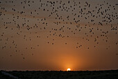 Bats flying out of the cave at sunset to forage for insects at night. Carlsbad Caverns National Park, New Mexico.