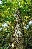 Spikes on the trunk of a ceiba tree in the rainforest at the Yarina Ecological Reserve in the Amazon Basin of Ecuador.