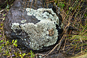 Crustose lichens growing on a rock in the paramo ecosystem, Cotopaxi National Park, Ecuador.