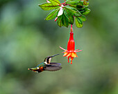 A female Gorgeted Woodstar hummingbird, Chaetocercus heliodor, feeding on a fuchsia flower in Ecuador.