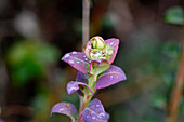 Andean Blueberry leaves, Vaccinium floribundum, in the paramo ecosystem in Cotopaxi National Park in Ecuador.