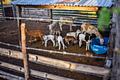 Cattle on a farm in Tatacoa Desert, Colombia