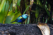 A Blue-necked Tanager, Stilpnia cyanicollis, perched on a log in the rain in the Mindo cloud forest in Ecuador.