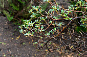 Polylepis incana, a tree with paper-like bark in the paramo in Cotopaxi National Park in Ecuador.