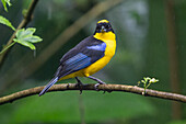 A Blue-winged Mountain Tanager, Anisognathus somptuosus, perched on a branch in the Mindo cloud forest in Ecuador.