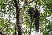Ein Napo-Saki-Affe, Pithecia napensis, in einem Baum im Napo Wildlife Center im Yasuni-Nationalpark, Ecuador.