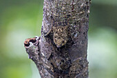 Proboscis Bats roosting on a tree on Añangu Creek in Yasuni National Park in Amazonian Ecuador.