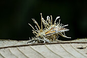 A dead sphinx moth killed by the parasitic fungus, Akanthomyces tuberculatus, in the Amazon in Ecuador.