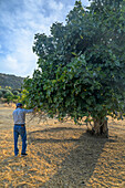 Farmers collect ripe figs in the sunny Extremadura region, practicing a tradition that emphasizes the importance of seasonal agriculture.