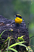 A Blue-winged Mountain Tanager, Anisognathus somptuosus, perched on a log in the Mindo cloud forest in Ecuador.