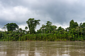 Secondary rainforest along the shore of the Napo River in the Amazon Basin of Ecuador.