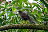 A female Great Thrush, Turdus fuscater, in a tree in the Quito Botanical Garden, Quito, Ecuador.