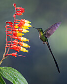 A male Violet-tailed Sylph feeding on tropical blueberry flowers in the Mindo cloud forest in Ecuador.